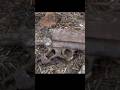 THE GERMAN MP 40 SUBMACHINE GUN WAS JUST LYING ON TOP OF THE GROUND / WWII METAL DETECTING