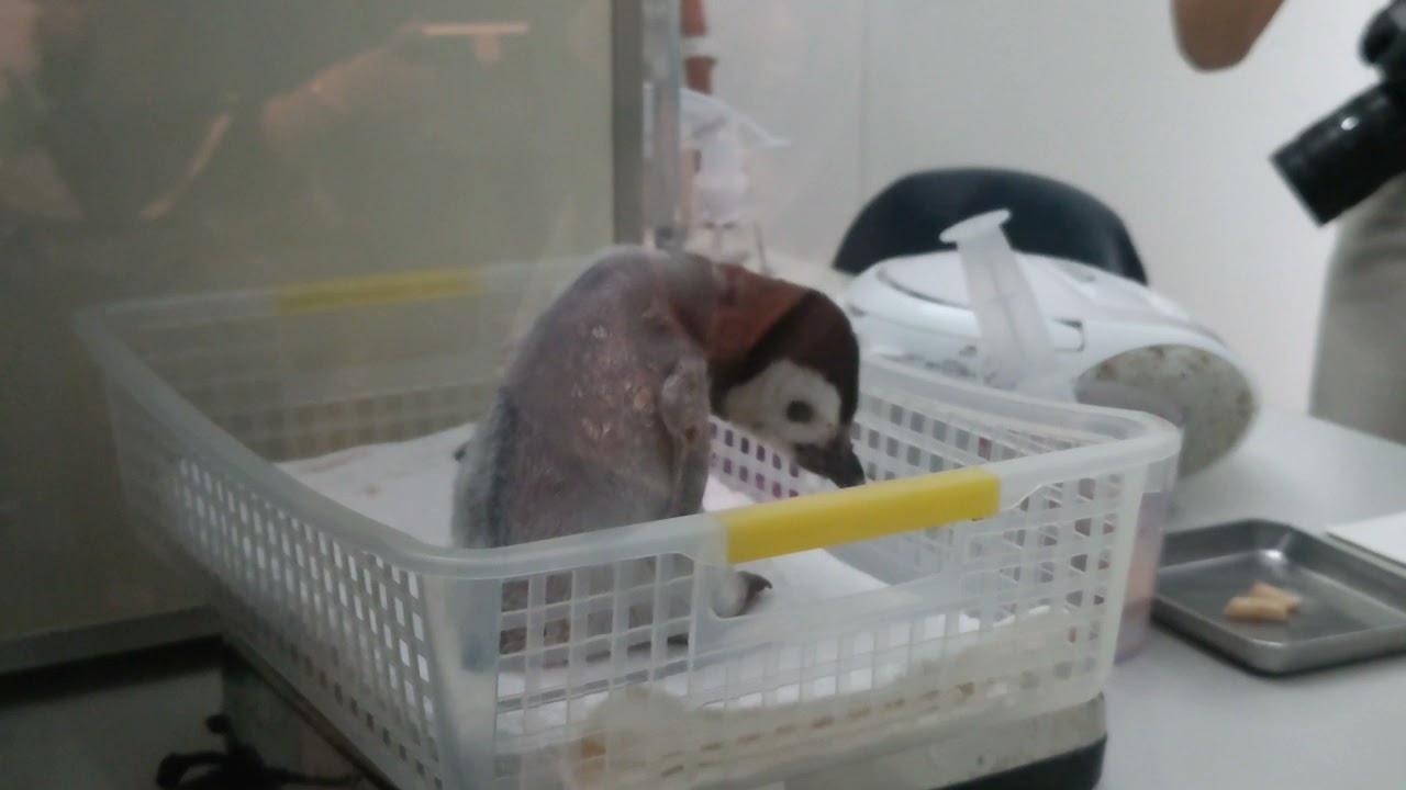 【🐧エンペラーペンギンの赤ちゃん】📆2021年10月