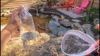 FISH for my NEW POND!!