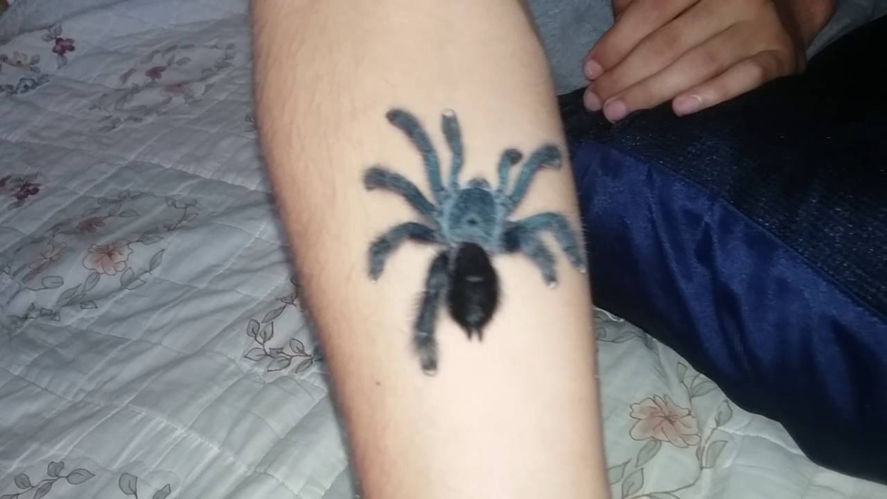 Pink Toe Tarantula Care (With Bioactive Setup Guide) - SnakeTracks.com