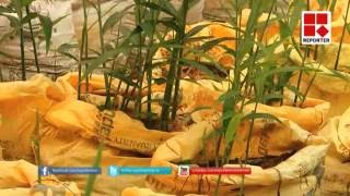 Protray transplanting technology in Ginger (with English subtitle)