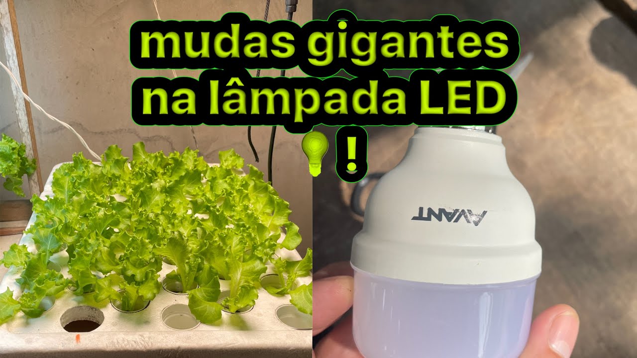 incrível produza mudas de alface hidropônico com apenas 15 dias