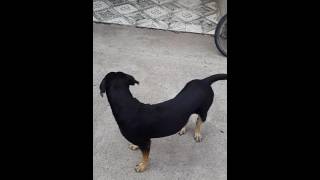 Download lagu Contento mi perro al llegar a casa Contento mi perro al llegar a casa