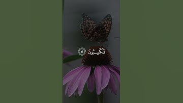 سورة يونس 52-53 | عبدالرحمن مسعد [قراءة 2023]