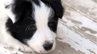 burhill border collies price