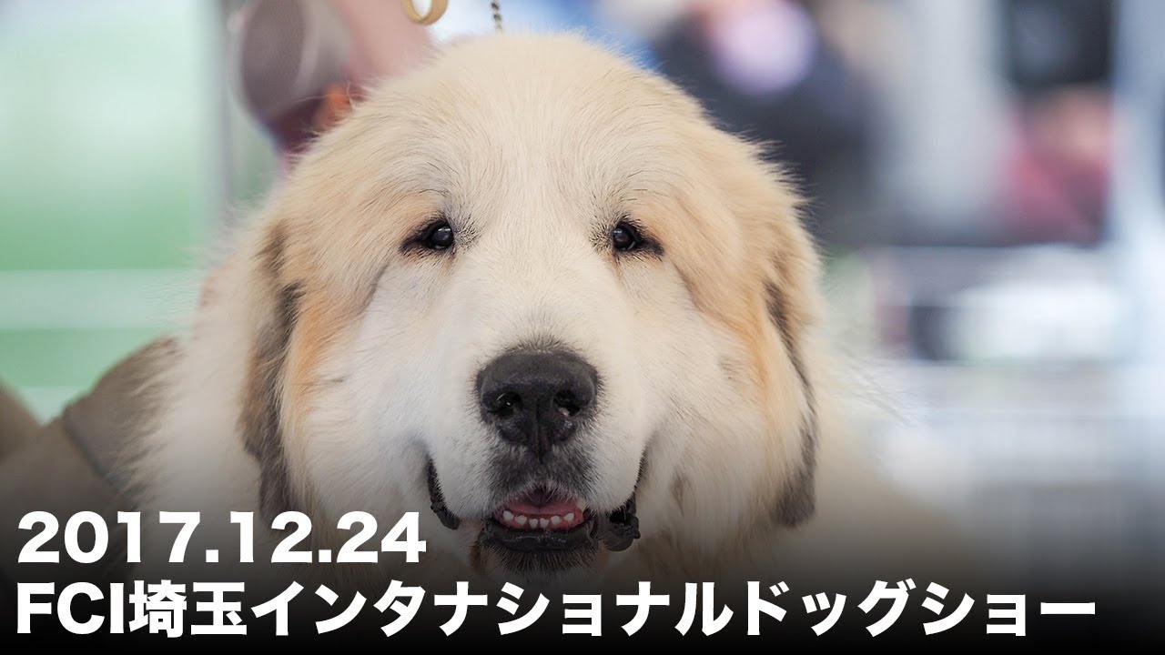 アランのドッグショー Fci埼玉 2017 12 24 Greatpyrenees グレートピレニーズ Youtube