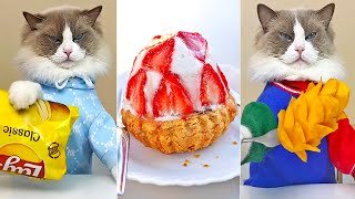 El Mejor Gato Chef de Tik Tok - That Little Puff ASMR compilation 08