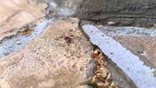 Teeny Spider Wraps Up an Ant