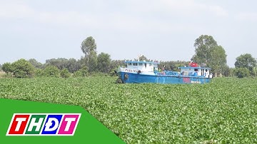 Giao thông tắc nghẽn vì lục bình dày đặc ở sông Vàm Cỏ Đông | THDT