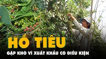 Các doanh nghiệp xuất khẩu hồ tiêu đang gặp khó do hải quan đưa mặt hàng này kiểm soát xuất khẩu