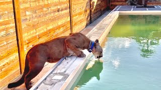 Puma Messi's first reaction to the pool!