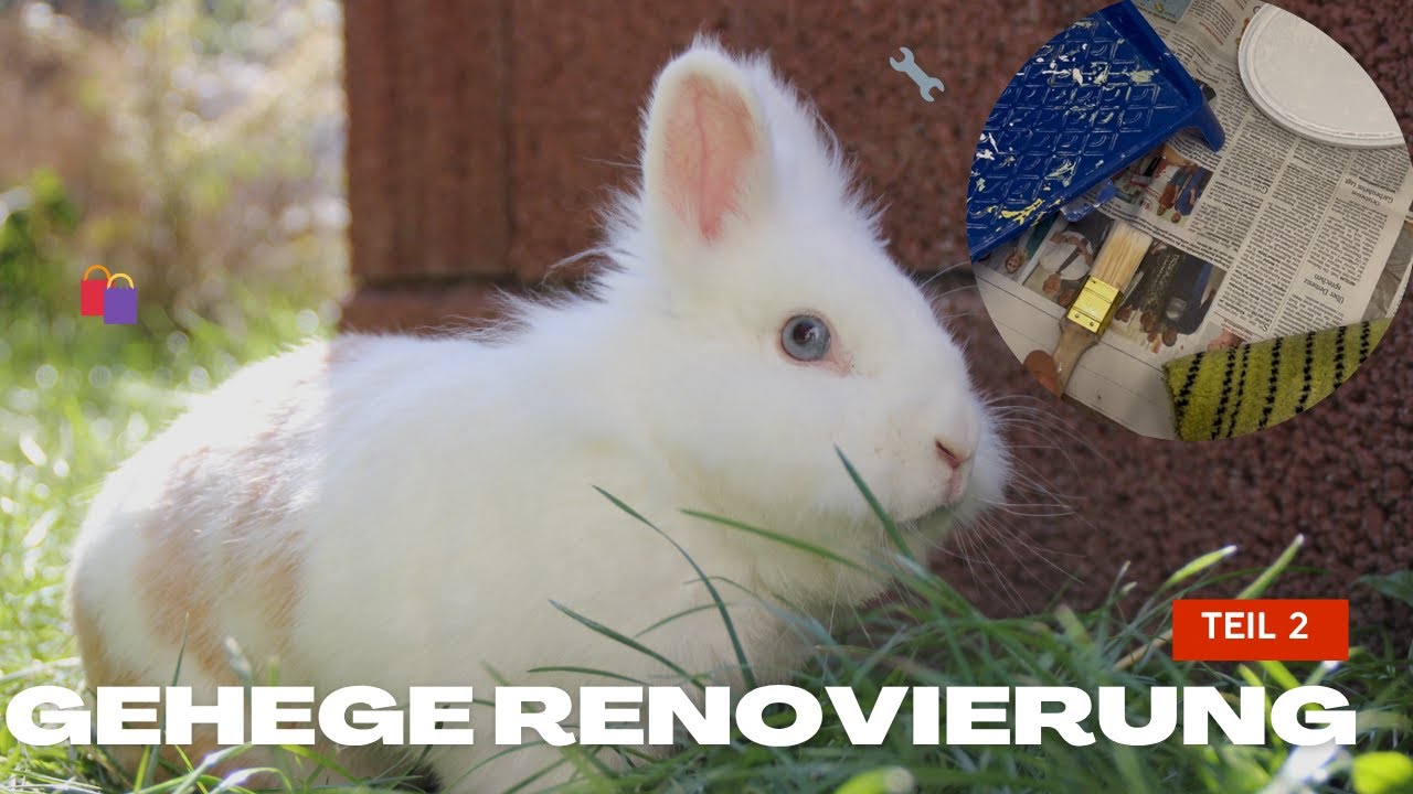 Große Veränderung im Kaninchengehege! Umbau Teil 2 + Haul🛍️🏡