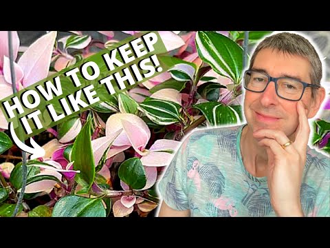 Video: Why Does Tradescantia Change Its Color?