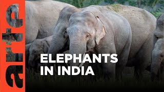 Elephant Protectors of India | ARTE.tv Documentary