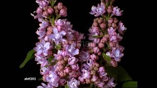 gettyimages abtf201 640 adpp Two lilacs blooming - stock video
