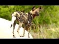 Wild Dog Mating 