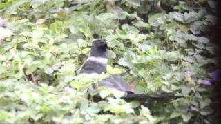 Chestnut-winged Cuckoo Feeding