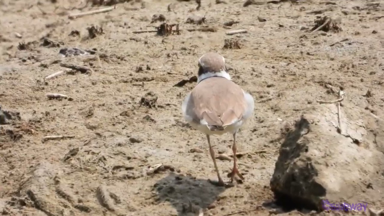bird.250702101q09wl-charadrius dubius 金眶鴴 (little ringed plover 小環頸鴴)-A001C02