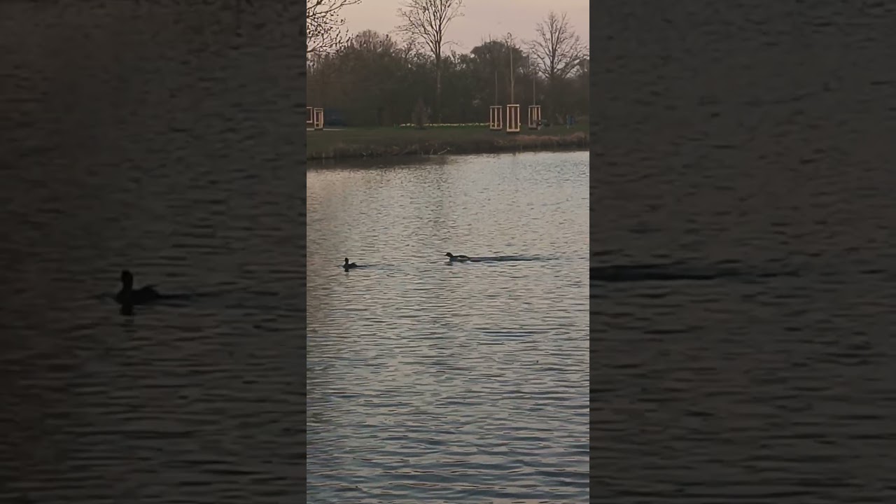 Two tufted ducks aggressively splash and chase each other across the water. 