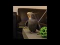 Cute parrotss compilation cute moment of the parrots