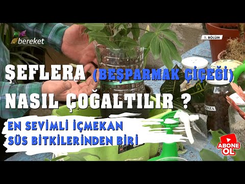 Şeflera (Schefflera) Bitkisi | Şeflera Çiçeğinin Çoğaltımı (Hava Daldırma)