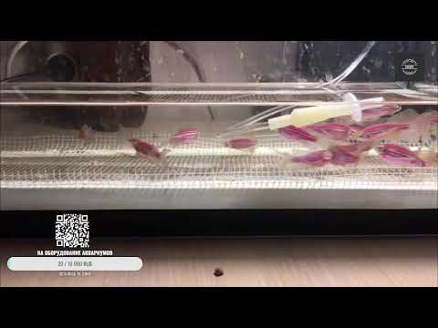 Немного о данио