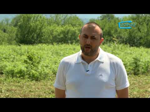 ჩაის პლანტაციების რეაბილიტაციის სამუშაოები