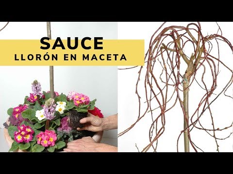 Video: ¿Se puede cultivar sauce llorón en macetas?