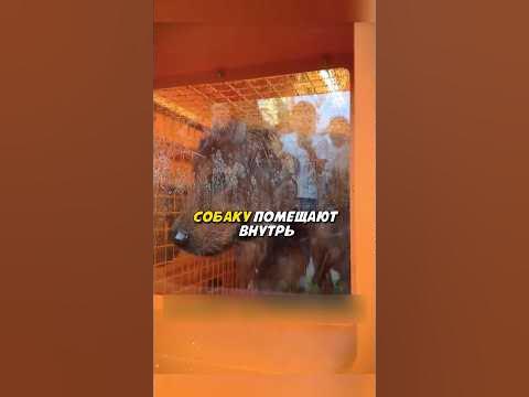 Автомойка для собак - YouTube