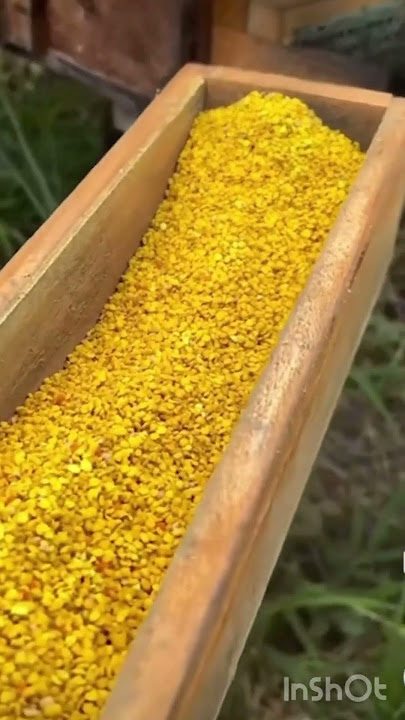 Жыныстық асфиксия