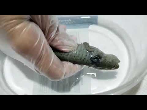 Wideo: Axolotl - Ambystoma Mexicanum Rasa Gadów Hipoalergiczny, Zdrowie I Długość życia