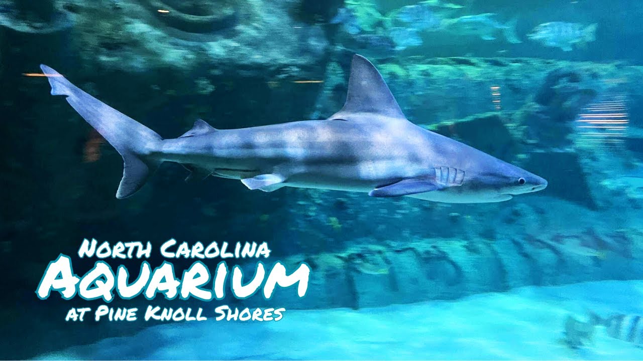NC Aquarium at Pine Knoll Shores | Pine Knoll Shores, NC