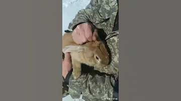 Как определить кролика мальчика от девочки