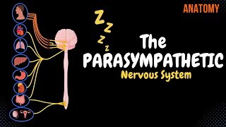 Parasympathetic Nervous System (Overview, Scheme) | Neuroanatomy