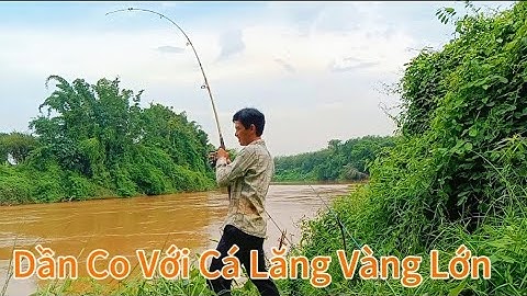 Câu Cá Sông Bé, Vịnh Mới Có Nhiều Cá Lăng Đuôi Đỏ Và Lăng Vàng/Tập 81/Hòa Vlog 934.