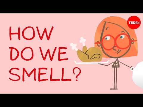 וִידֵאוֹ: איך האף מגלה ריחות