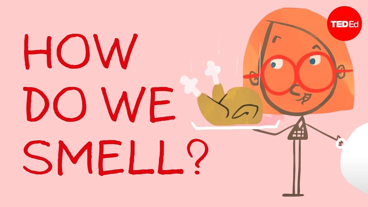 Download How do we smell? - Rose Eveleth