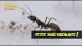 Les secrets fascinants des fourmis ile ilgili video