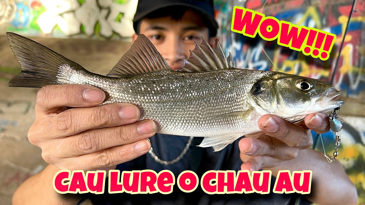 Câu lure cá vược dưới chân cầu | Bass fishing under the bridge
