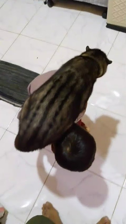 musang pandan gemoy 😊😊 #musangpandan #musangbonding #musangobes #musangbulan #vidio #vidioviral