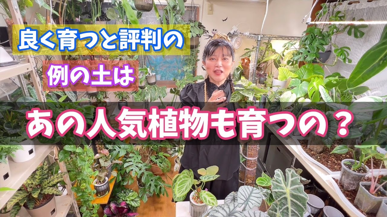 よく育つと評判のあの土は人気植物も育つの？とご質問を沢山頂きました！ #観葉植物 #アンスリウム #アロイド #houseplants 