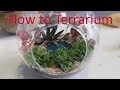 Make a Succulent Terrarium  - With lake