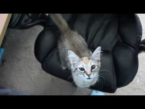 Kitten meows for attention