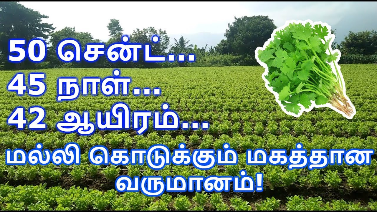 Coriander Cultivation in Coimbatore, Tamilnadu YouTube