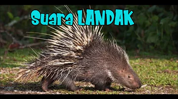 SUARA LANDAK (suara binatang)