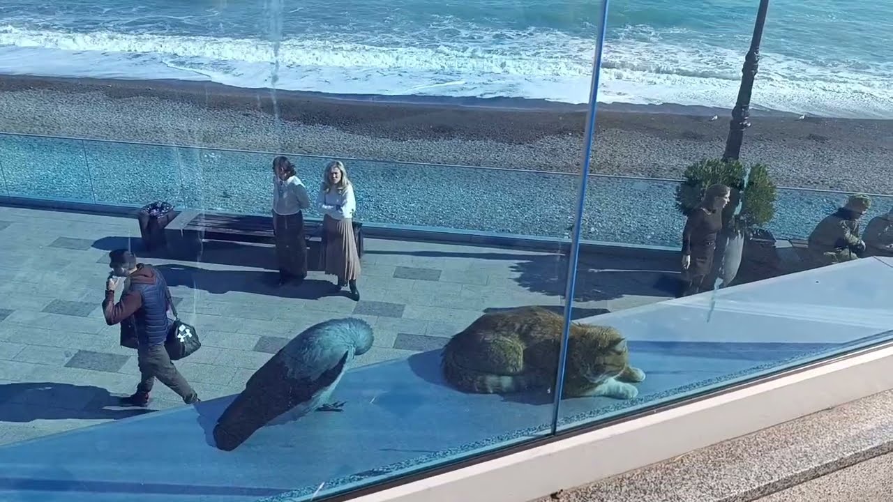 Кот и ворон! Друзья? Февраль в Ялте.