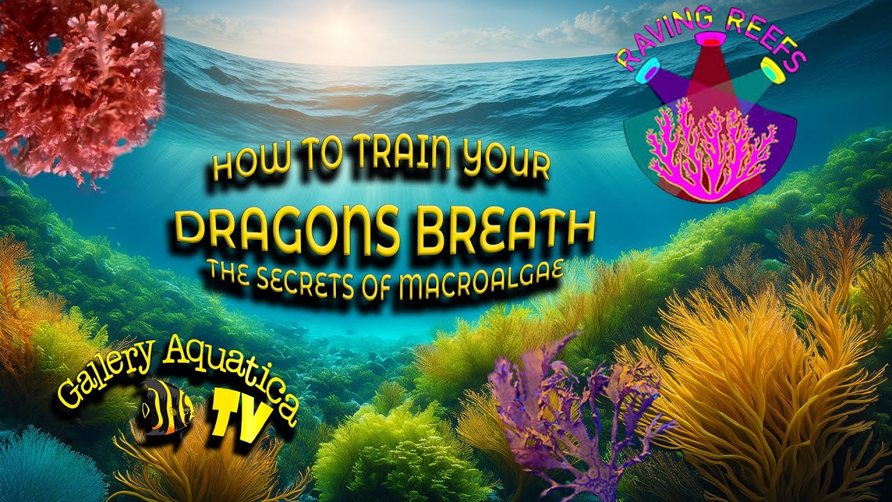 The secrets of macro algae revealed! Raving Reefs presentation from Fragarama 2025