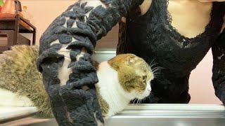 🐈家事している間もずっと側から離れない甘えん坊な親子猫！