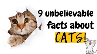 9 Unbelievable Facts You Didn't Know About Your Feline Friend by Somil facts corner 8,460 views 1 year ago 4 minutes, 55 seconds