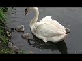 Rescuing baby swans – but is one too weak?